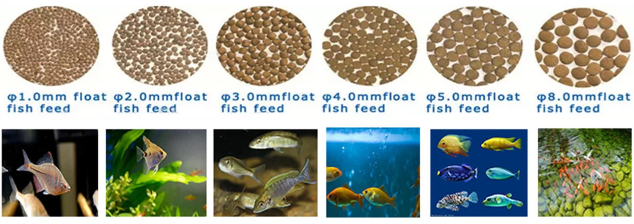 fish feeds line fish feeds line